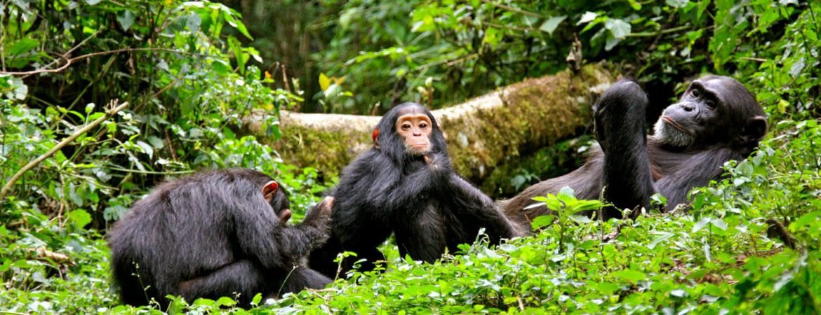 Nyungwe Chimpanzee Trekking vs Gorilla Trekking