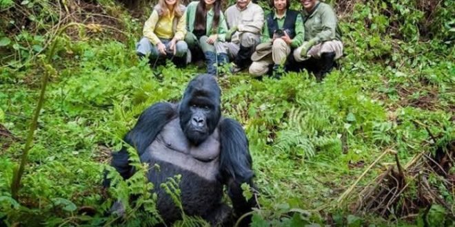 Chimpanzee Trekking in Nyungwe vs Gorilla Trekking in Rwanda
