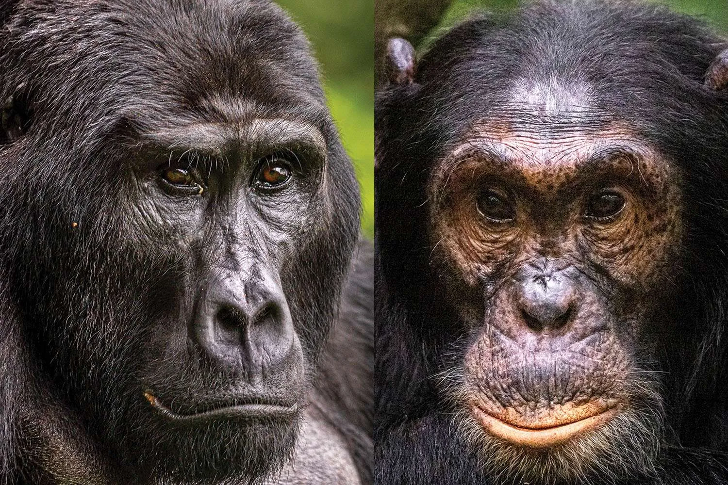 Nyungwe Chimpanzee Trekking vs Rwanda Gorilla Trekking Experience