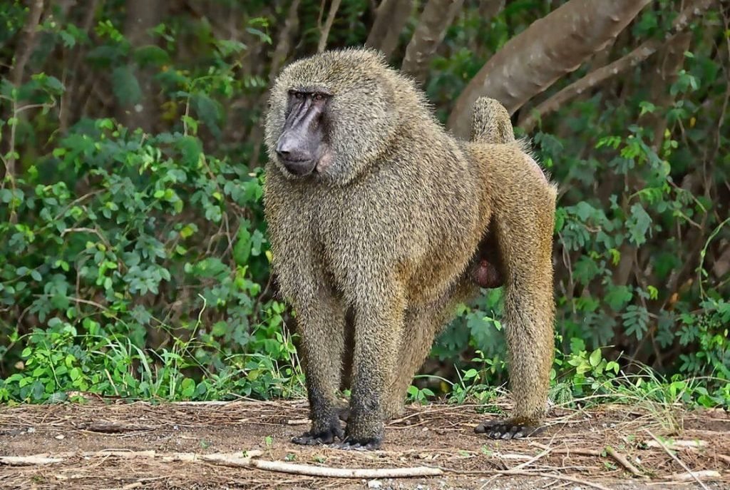Olive baboons are among Uganda’s
