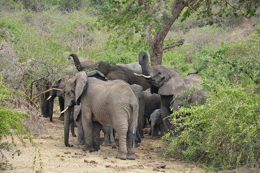 Although tree-climbing lions receive most of the attention, a safari