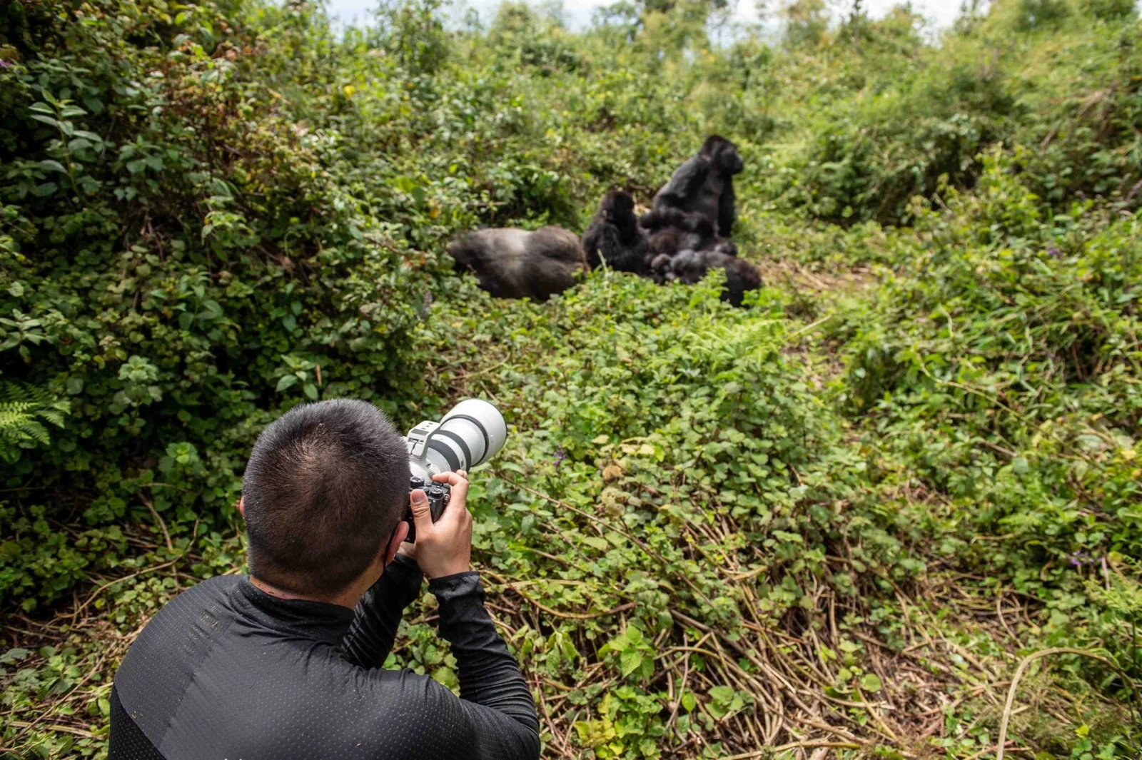 Frequently Asked Questions About Rwanda Gorilla Trekking from Kigali
