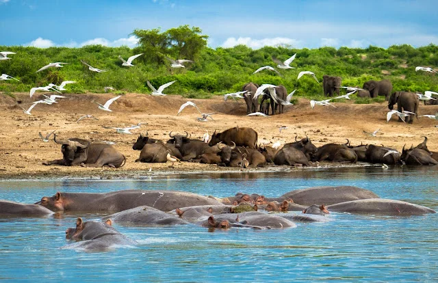 Wildlife photography is one of the strongest reasons to include