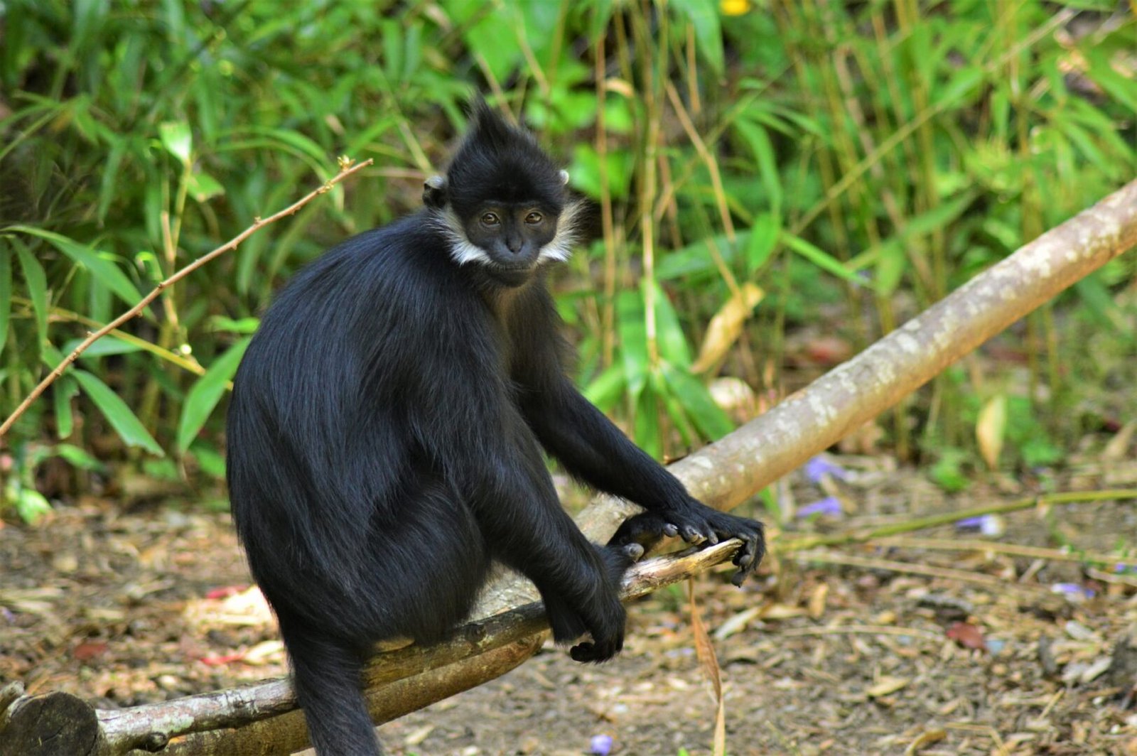 Primates of Kibale Forest National Park