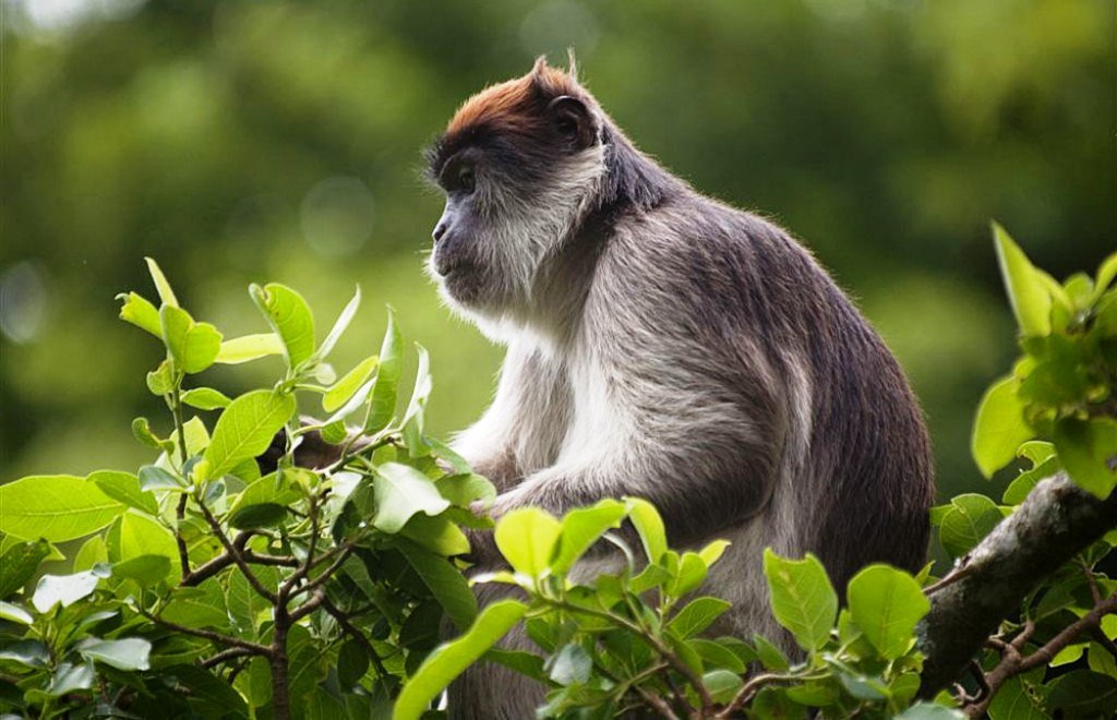 Primates of Kibale