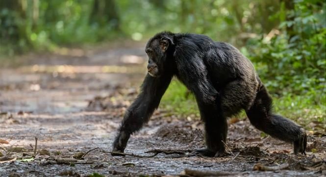 Primates of Kibale Forest