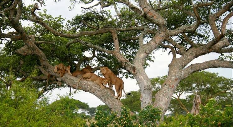The Kasenyi Plains are particularly 