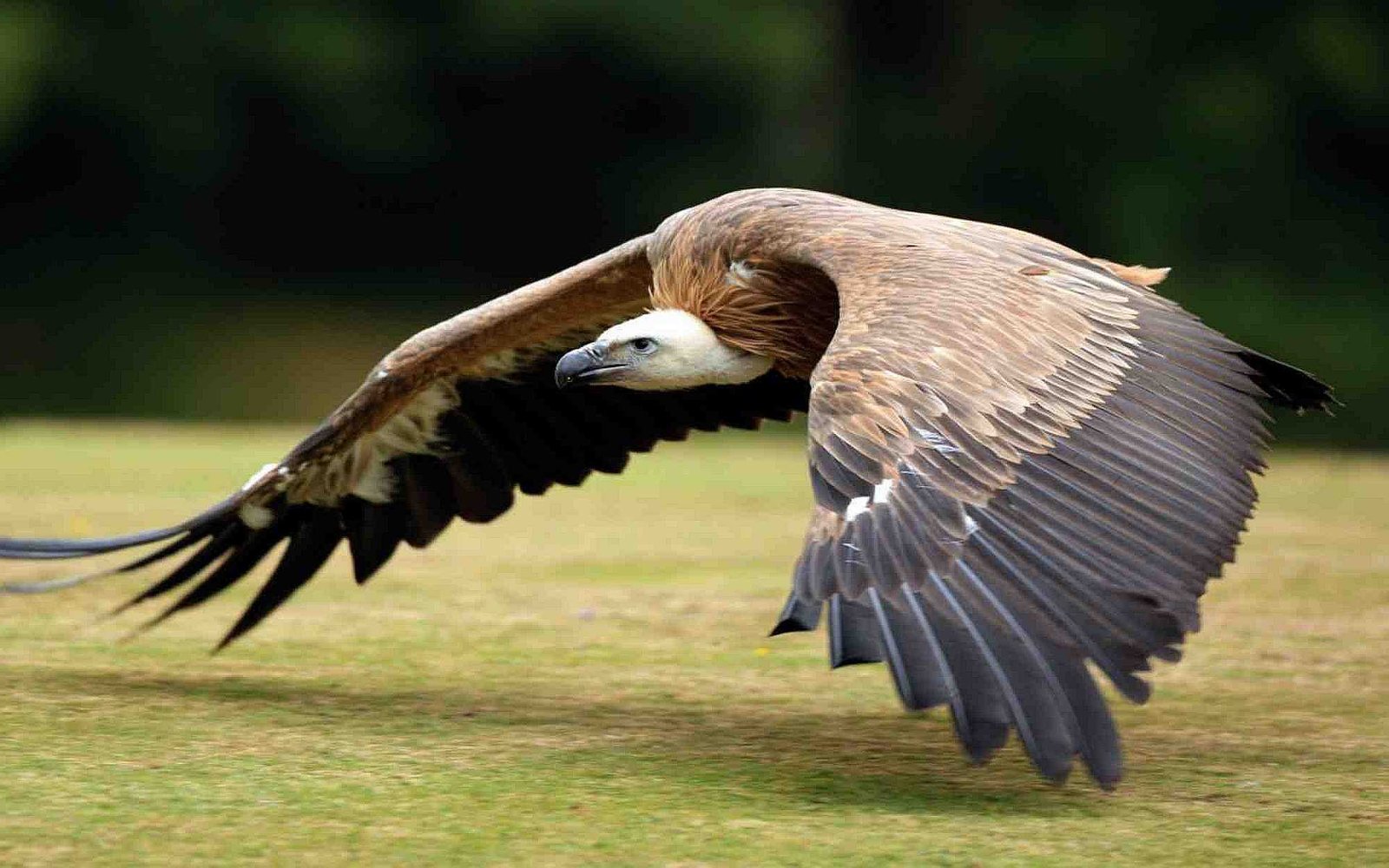 Queen Elizabeth National Park is an outstanding destination for an Uganda Birding Safari because UWA records more than 600 bird species within the wider park ecosystem. Its 