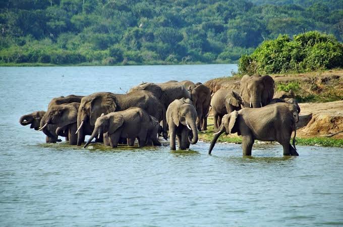 Queen Elizabeth National Park is another important 