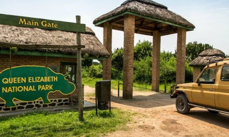 Queen Elizabeth National Park is one of the most versatile destinations included in the Best Uganda Safari Packages. The Kasenyi Plains provide rewarding game drives, while the Kazinga Channel boat safari offers close views of hippos, elephants,