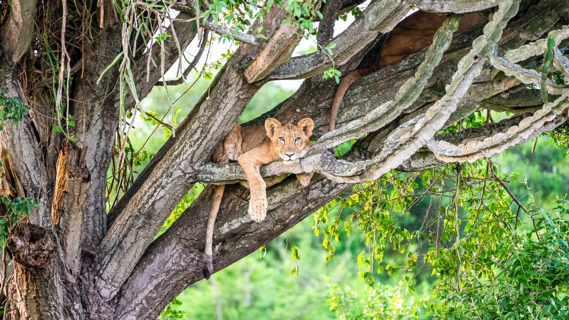 Queen Elizabeth National Park deserves a leading position among the Best National Parks in Uganda because of the extraordinary variety concentrated within