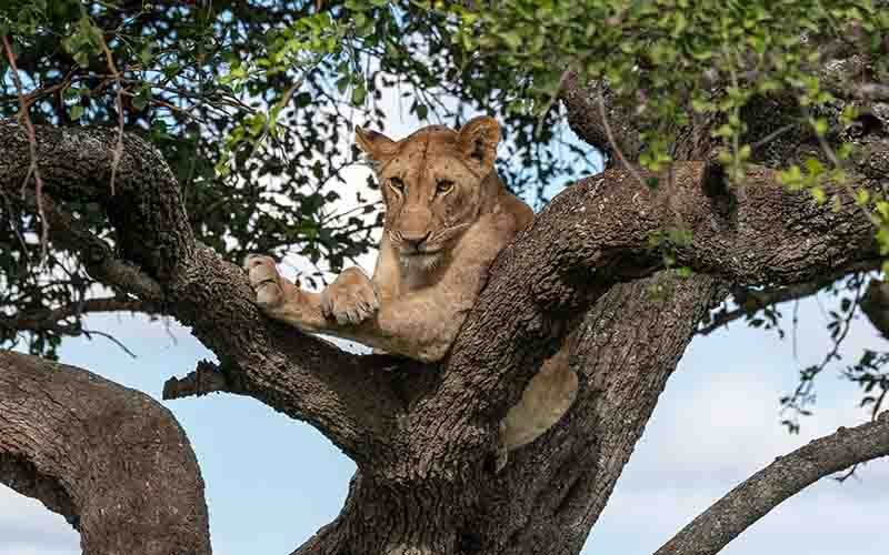 Queen Elizabeth National Park fits naturally into many Uganda Safari for Couples itineraries because it lies between the Kibale region and southwestern gorilla destinations. The park offers a broad combination of savannah,