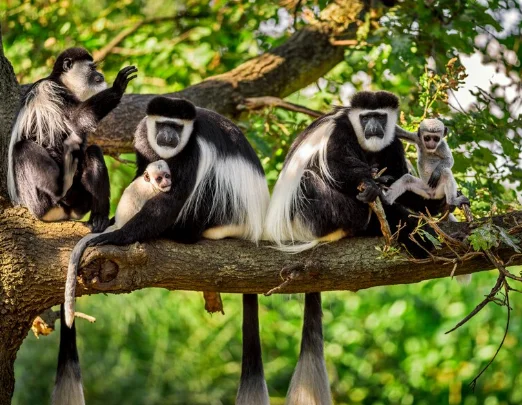 Rwanda safari experience with Nextgen Safaris