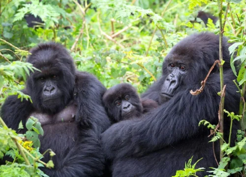 Luxury Rwanda safari holiday