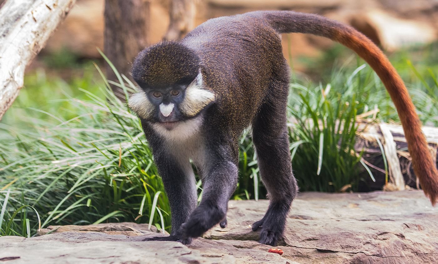 Red-tailed monkeys are among the most commonly seen members of the Primates of
