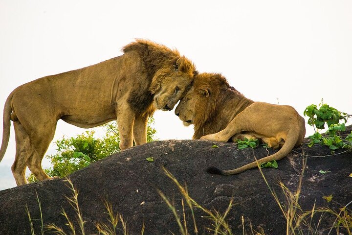 Kidepo Valley National Park is ideal for travellers seeking solitude, expansive landscapes and a stronger sense of wilderness. Situated in Uganda’s northeastern Karamoja region near the borders with South Sudan and Kenya, the park is considerably more remote than