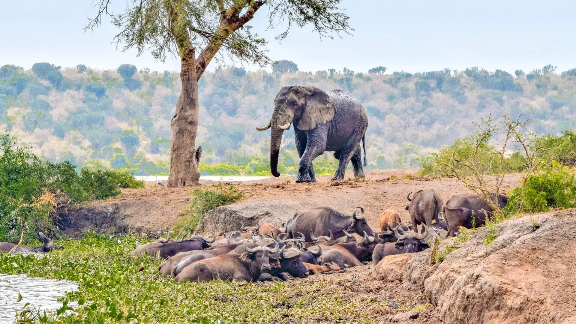 Queen Elizabeth National Park is one of Uganda's most popular wildlife destinations and frequently appears in itineraries combining chimpanzees and