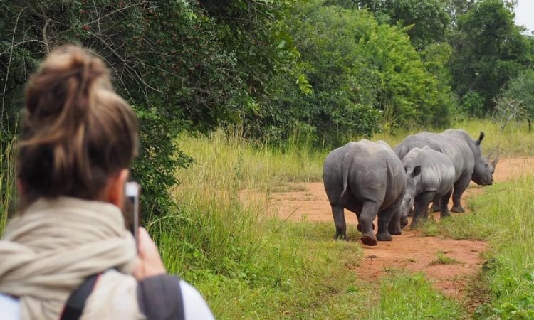 Rhino tracking provides one of Uganda’s most specialized wildlife experiences on foot. Uganda Wildlife Authority continues to list Rhino Trekking, nature walks, night walks, birdwatching and other activities at Ziwa Rhino Sanctuary. The experience differs from a normal 