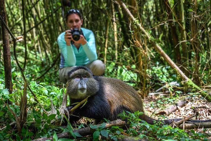 Rwanda Safari in February