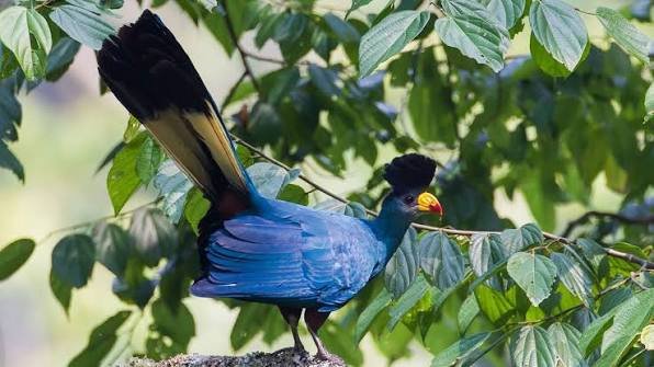 Birdlife can be another major attraction during a Rwanda Safari in