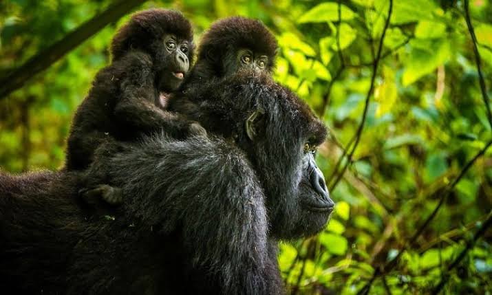 February safari experience in Rwanda