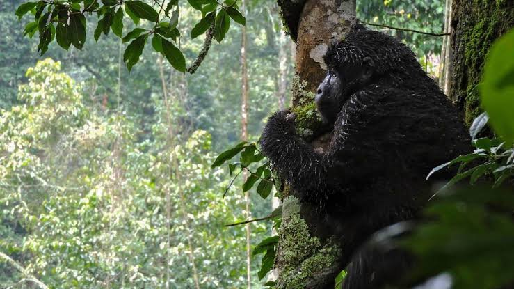 Rwanda Safari in January