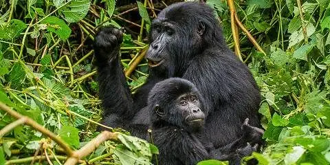 Rwanda Safari in January