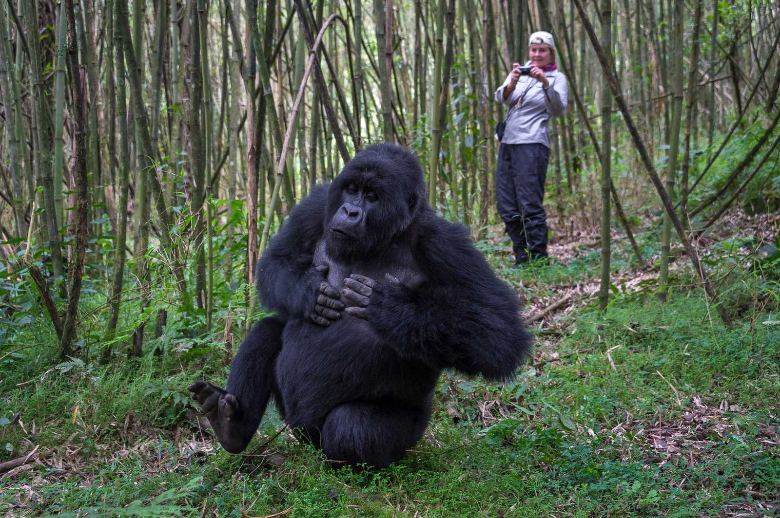 Rwanda Safari in November with Nextgen Safaris