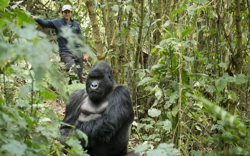 Rwanda Safaris from Canada with Nextgen Safaris