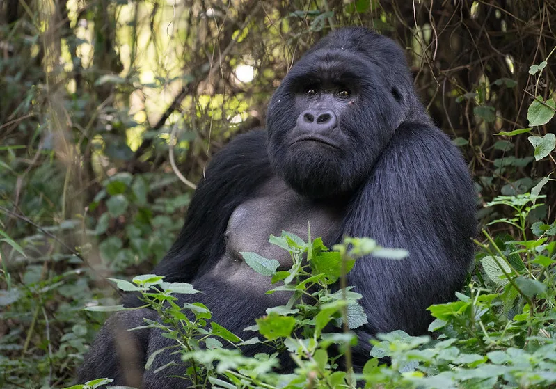 Private Rwanda safari holiday from the United Kingdom