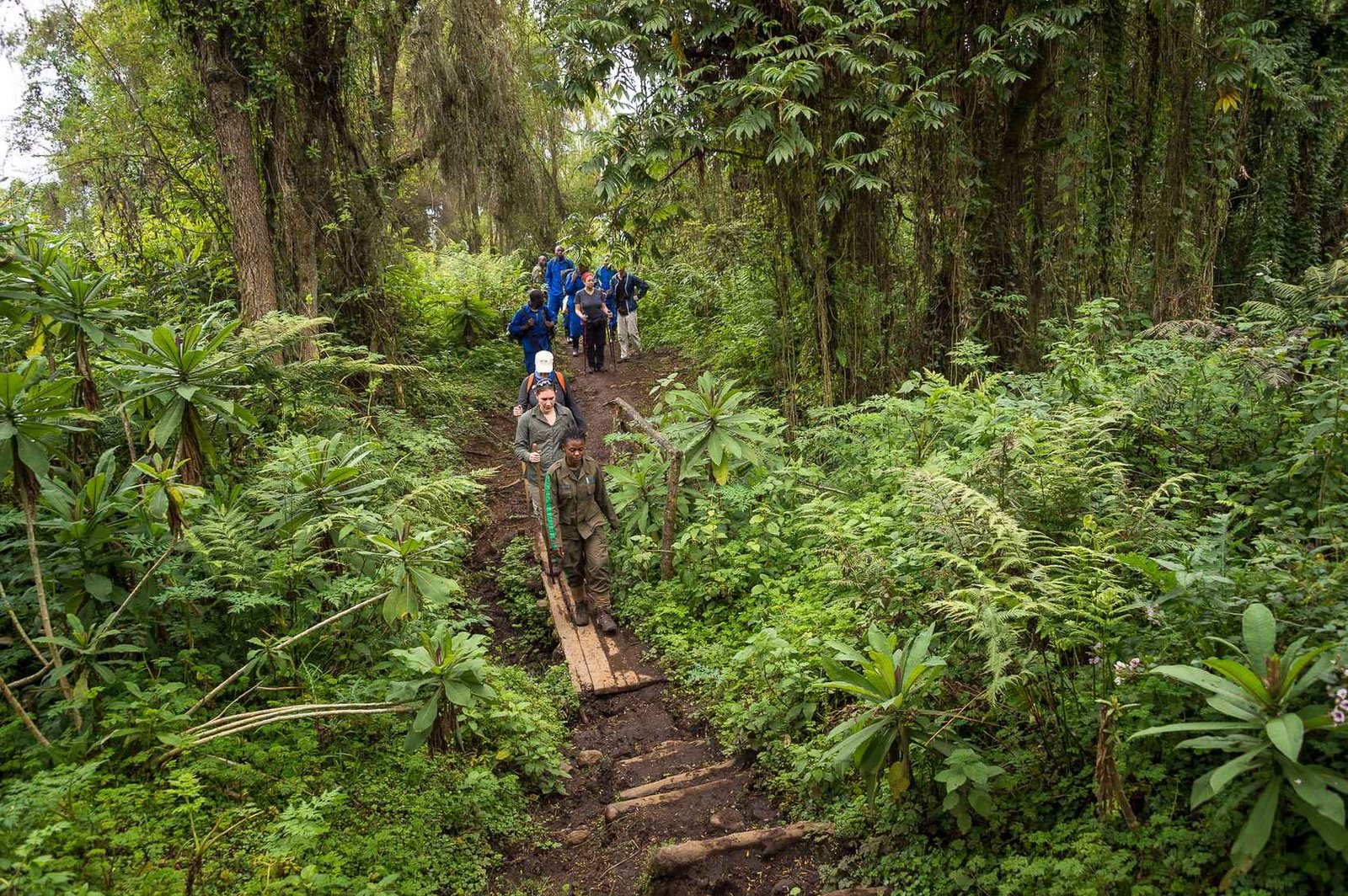 Weather is one of the first considerations when planning a Rwanda Safari in January. Rwanda’s official planning documents describe December to February as the country’s short dry season, alternating with the longer June-to-August dry season and two rainy periods. January can therefore provide relatively favorable conditions for 