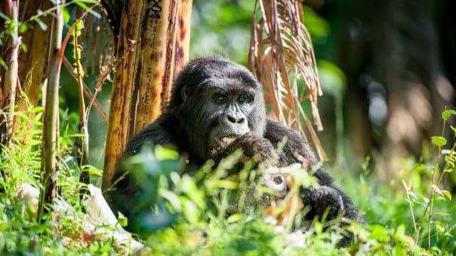 Weather is one of the first things travelers should understand when considering a Rwanda Safari in November. Rwanda has two principal rainy periods, and 