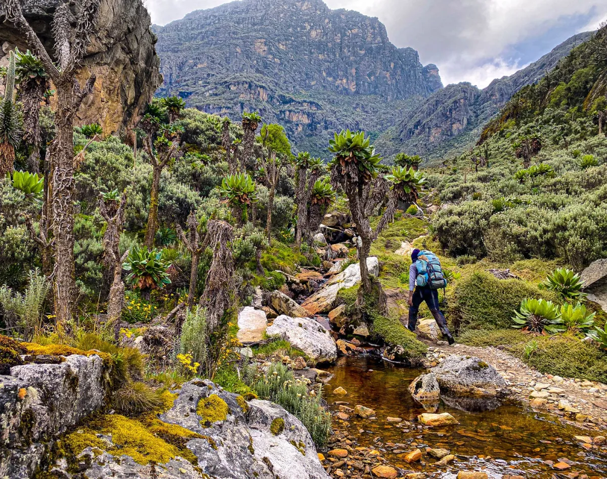 The Rwenzori Mountains National Park offers something completely different from Uganda’s savannah and primate destinations. Rather than game drives or gorilla trekking, the primary attraction is high-altitude mountain exploration through the legendary Mountains of the Moon. UWA includes the Rwenzori
