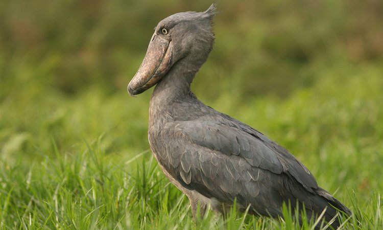 The Shoebill is one of Africa's most sought-after birds and frequently becomes a priority species on an Uganda Birding Safari. Its huge bill, prehistoric appearance and preference for wetlands make an encounter unforgettable even for travelers who do not normally consider themselves serious birders. NatureUganda describes Mabamba 