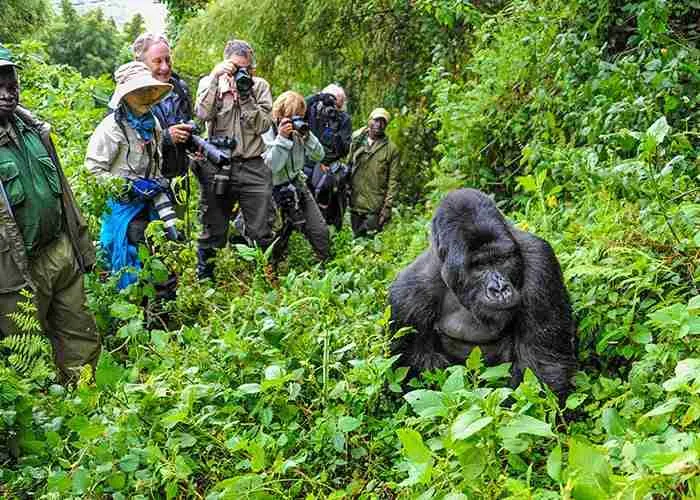 Small Group Uganda Safaris