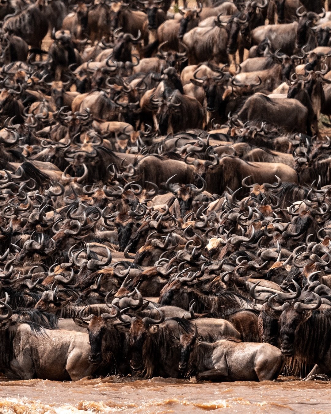 Great Wildebeest Migration in Tanzania with thousands of wildebeest crossing the Serengeti plains during a wildlife safari