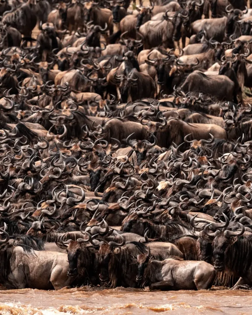 Great Wildebeest Migration in Tanzania with thousands of wildebeest crossing the Serengeti plains during a wildlife safari