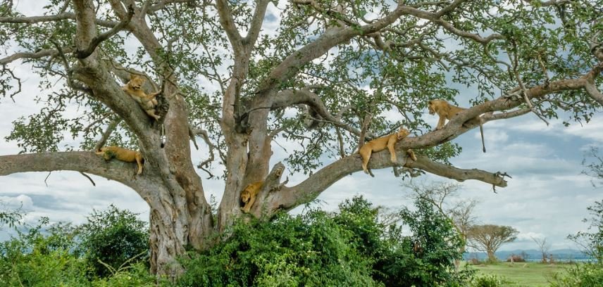 Ishasha deserves attention beyond its famous lions. The sector has a peaceful wilderness atmosphere and broad savannah landscapes that can feel very different from the northern sections of Queen Elizabeth National Park. Because many visitors simply drive