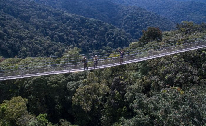 The Nyungwe Canopy Walkway