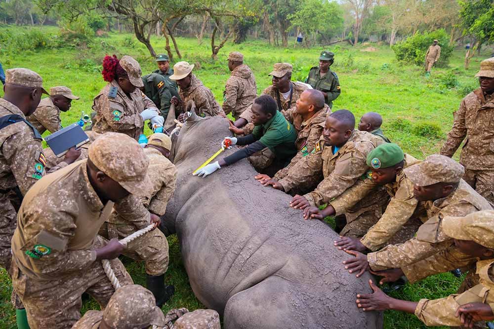Kidepo Valley entered an important new chapter in Uganda's conservation history in March 2026, when Uganda Wildlife Authority began the reintroduction of Southern White Rhinos to the park after an absence of more than four decades. The first two rhinos were