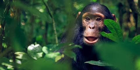 Transfer from Kampala or Entebbe to Kibale Forest National Park