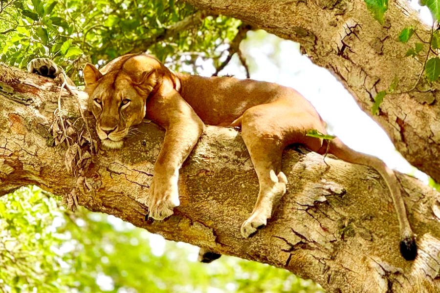 Game drives are the principal way to search for the Ishasha lions. Visitors explore the sector in a safari vehicle while their driver-guide scans