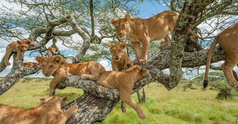 The Ishasha Sector in southern Queen Elizabeth National Park is famous for lions that sometimes rest in large fig trees. These animals have become one of 