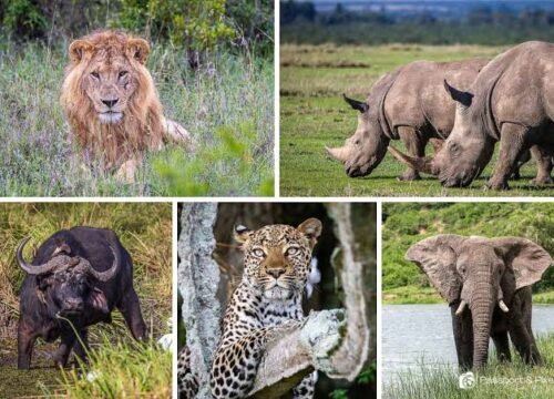 5 Days Rwanda Gorilla and Akagera Big Five Safari