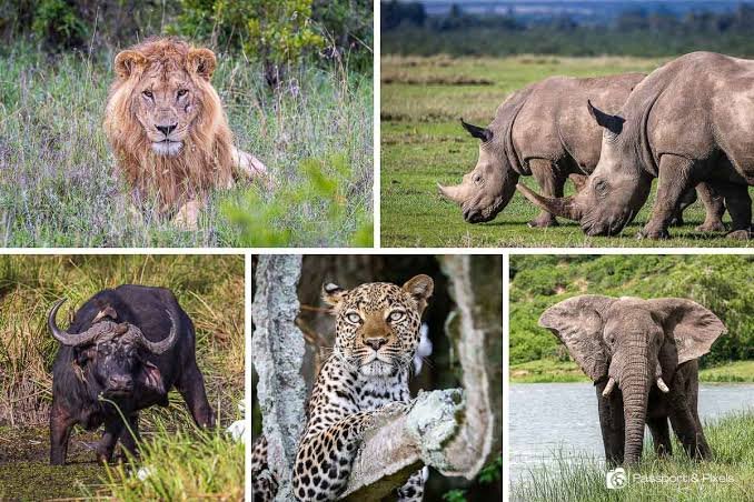 Uganda Big Five wildlife safari experience