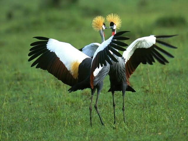 Bird Watching on a Uganda Birding Safari