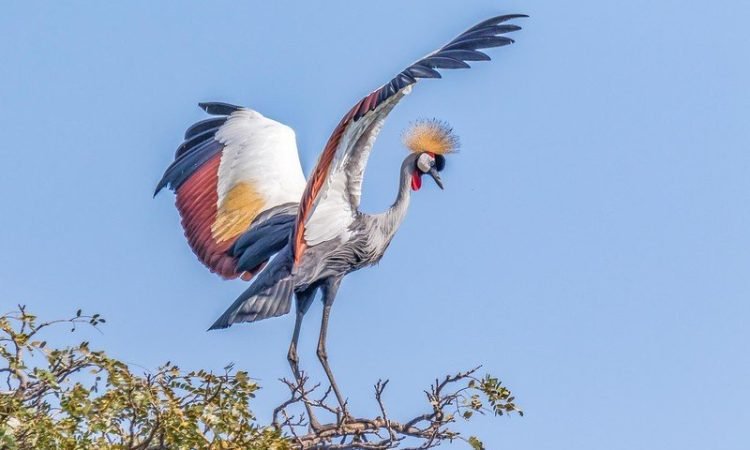 Uganda Birding Safari with Nextgen Safaris