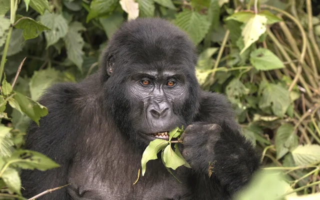 Uganda Safari Checklist with Nextgen Safaris
