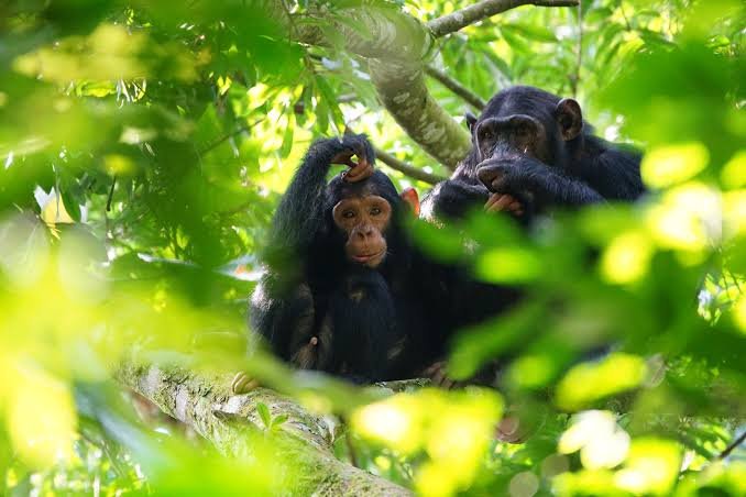 Uganda Safari Deals