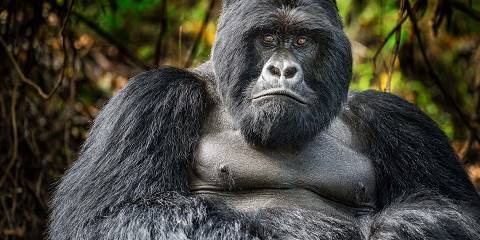 Best Uganda Safari Deals with Nextgen Safaris